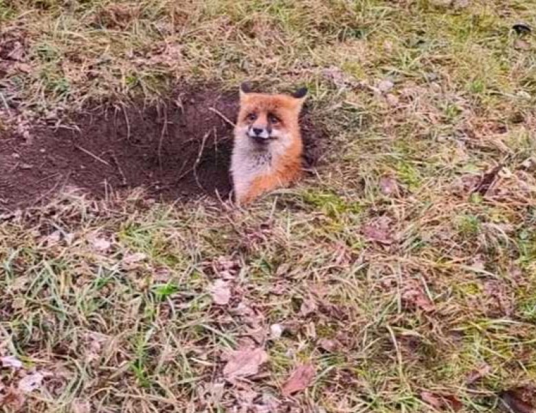 Momentul când o vulpe este salvată de pompierii din Hunedoara/ Foto: ISU Hunedoara