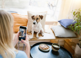 Câți bani a câștigat un câine de pe Instagram în 2024/ Shutterstock