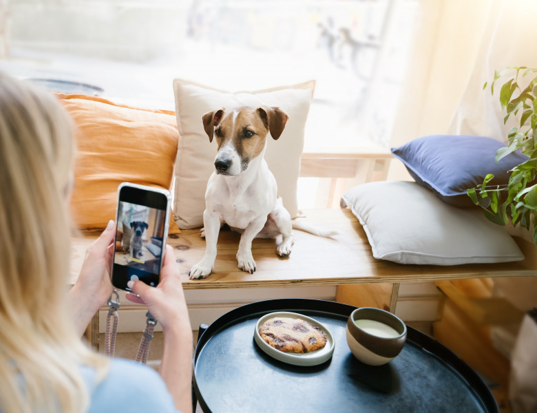 Câți bani a câștigat un câine de pe Instagram în 2024/ Shutterstock