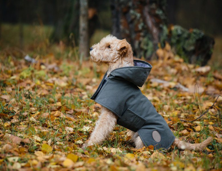 Nu-ți scoate câinele afară dacă e foarte frig/ Shutterstock