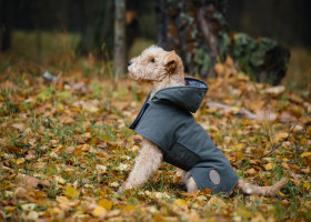 Nu-ți scoate câinele afară dacă e foarte frig/ Shutterstock