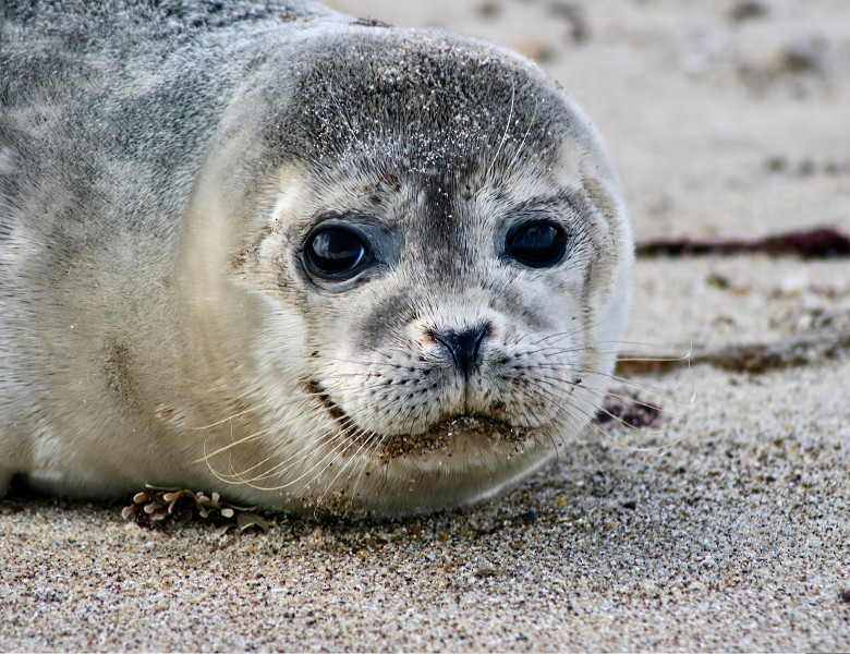 Head,Shot,Of,Grey,Seal,Pups,Head,With,Big,Open