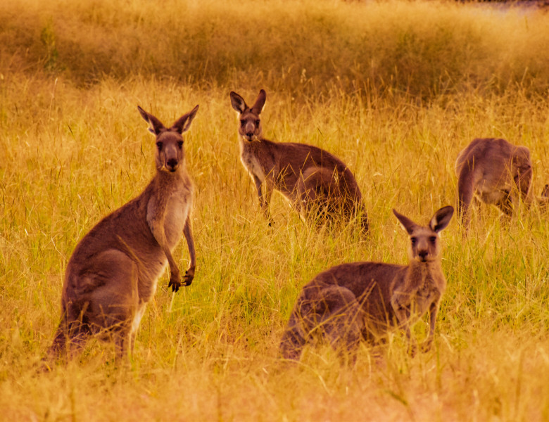 Kangaroos,Near,Wagga,Wagga,,Australia.