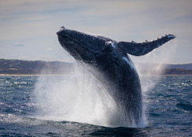 Large,Humpback,Whale,Full,Breach,Off,Sydney,Northern,Beaches,,Sydney,