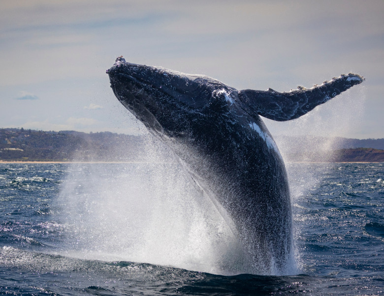 Large,Humpback,Whale,Full,Breach,Off,Sydney,Northern,Beaches,,Sydney,