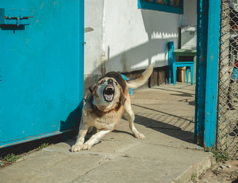 Câine agresiv/ Shutterstock