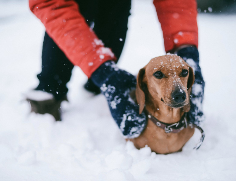 Este sigur să scoți câinele la plimbare pe timp de iarnă/ Shutterstock