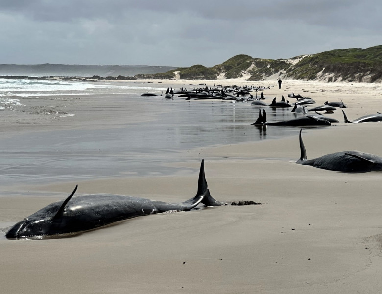 balene ucigașe false, australia (2)