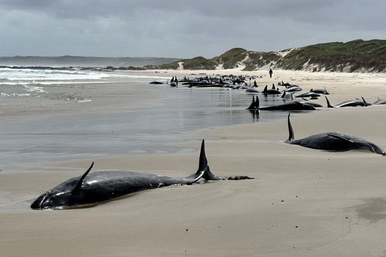 balene ucigașe false, australia (2)