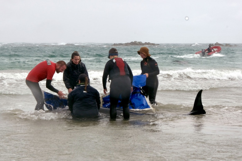 balene ucigașe false, australia (1)