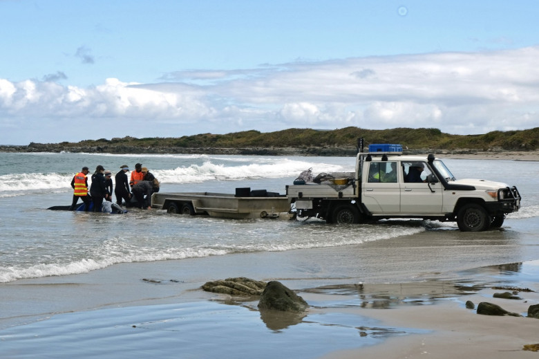 balene ucigașe false, australia (3)