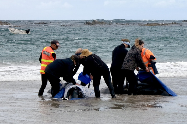 balene ucigașe false, australia (4)