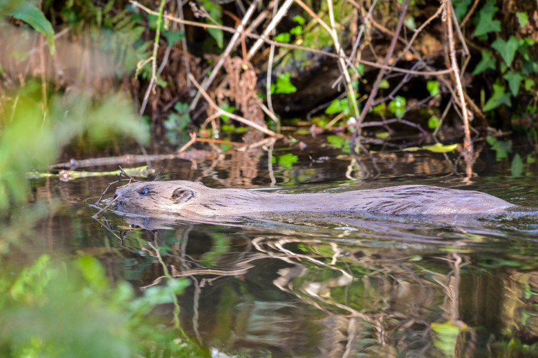 Beavers can play role in tackling floods