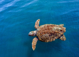 Sea,Turtle,Caretta,Caretta,,,From,Island,Kefalonia,(or,Cephalonia),