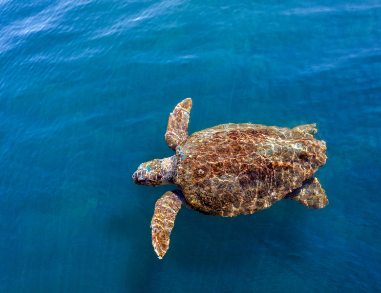 Sea,Turtle,Caretta,Caretta,,,From,Island,Kefalonia,(or,Cephalonia),