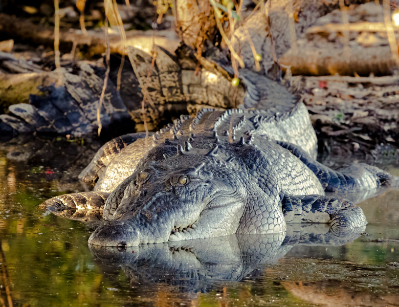 Crocodile,In,Kakadu,National,Park,,Northern,Territory,,Australia