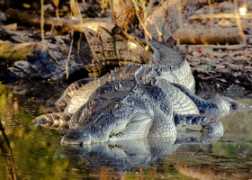 Crocodile,In,Kakadu,National,Park,,Northern,Territory,,Australia