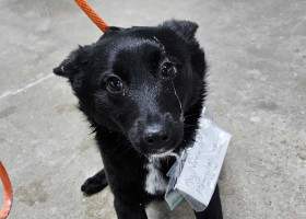 Un câine abandonat într-o parcare a emoționat milioane de oameni/ Foto: Facebook