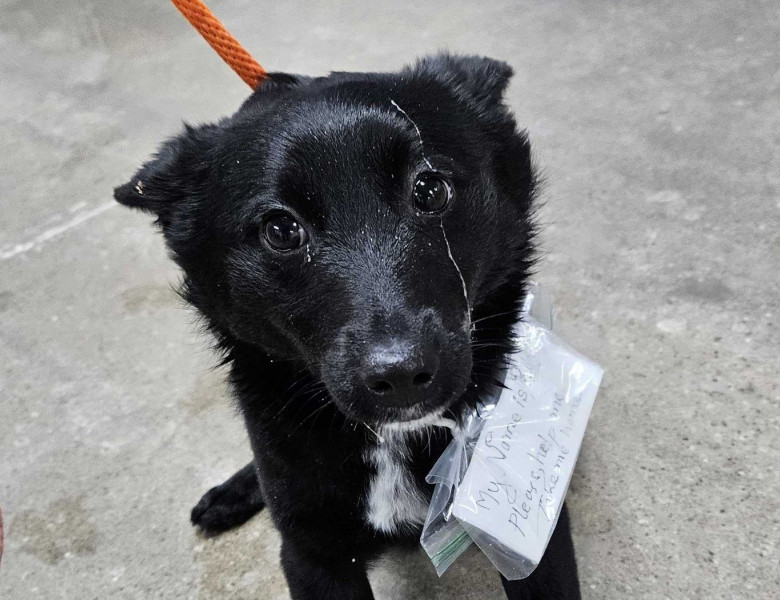 Un câine abandonat într-o parcare a emoționat milioane de oameni/ Foto: Facebook