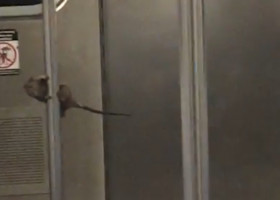 Un șobolan a făcut spectacol într-un metrou din New York/ Foto: Captură video Instagram