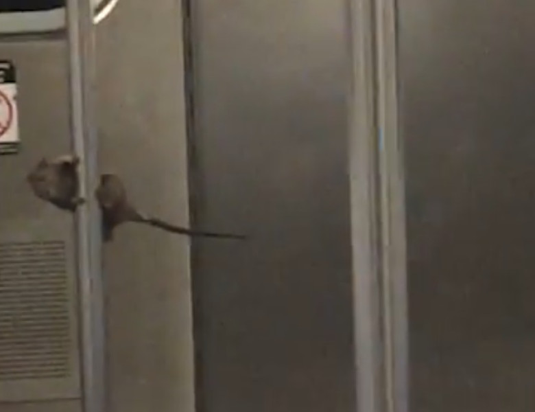 Un șobolan a făcut spectacol într-un metrou din New York/ Foto: Captură video Instagram