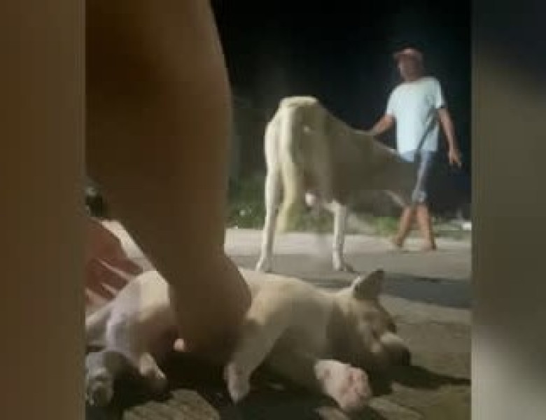 Momentul când o cățelușă imploră ajutor după ce puiul ei a fost lovit de o mașină/ Foto: Captură video Instagram