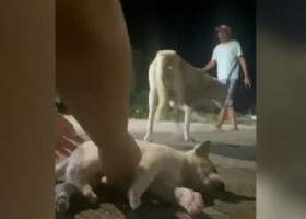 Momentul când o cățelușă imploră ajutor după ce puiul ei a fost lovit de o mașină/ Foto: Captură video Instagram