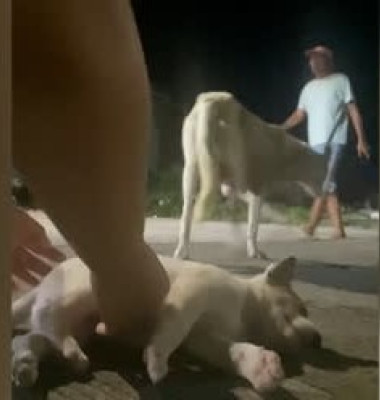 Momentul când o cățelușă imploră ajutor după ce puiul ei a fost lovit de o mașină/ Foto: Captură video Instagram