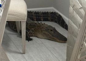 Momentul când un aligator de 2 metri intră în casa unui cuplu din Florida/ Foto: Captură video