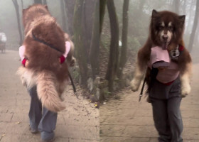 Această femeie a coborât un munte, cărându-și câinele de 49 de kilograme în spate/ Profimedia