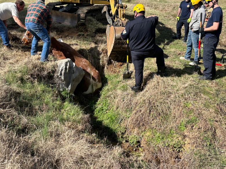 Un cal blocat într-un șanț adânc, ridicat cu un ham uriaș de pompieri/ Foto: Facebook Maury County Fire Department