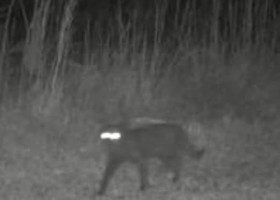 Animal misterios surprins în Florida/ Foto: Facebook