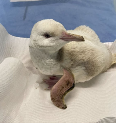Un pinguin alb rar, găsit „subponderal și deshidratat” pe o plajă din Australia/ Foto: Facebook