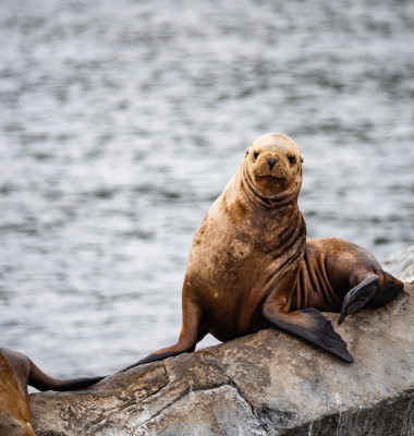 Lei de mare/ Shutterstock