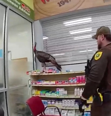 Un curcan a făcut haos într-un supermarket/ Captură video