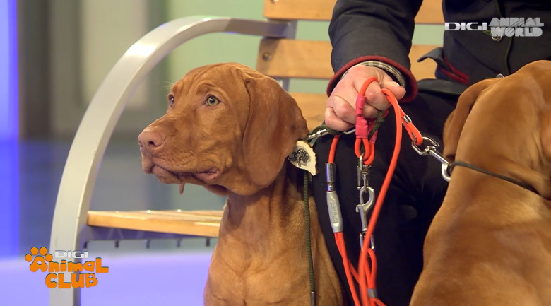 DAC VIZSLA 9