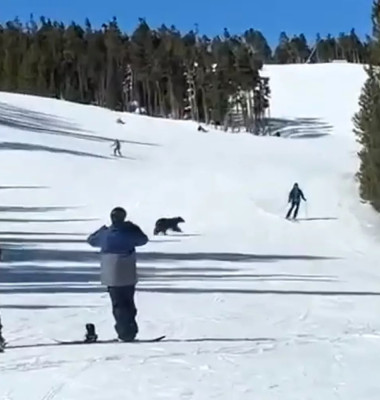 Moment când un schior da nas în nas cu un urs/ Foto: Captură video