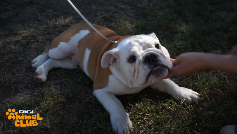 DAC BULLDOG 1