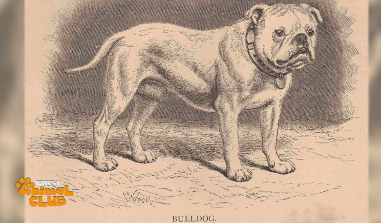 DAC BULLDOG 4