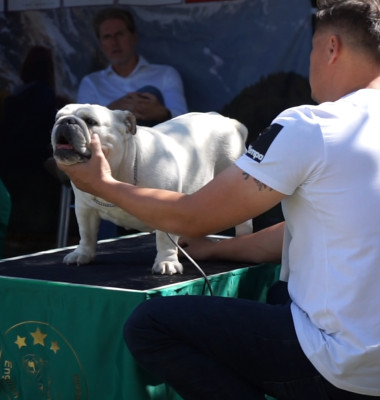 DAC BULLDOG 5