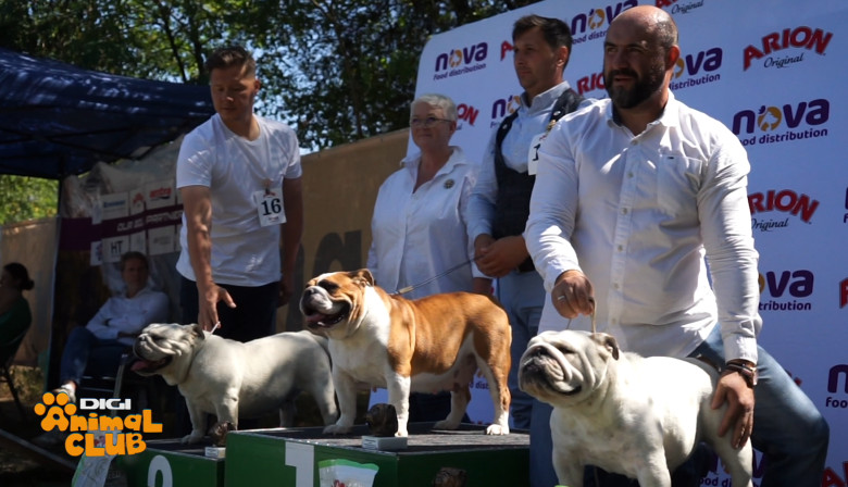 DAC BULLDOG 14