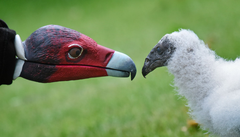 De ce îngrijitorii unei grădini zoologice nu-și arată niciodată fața puilor de vultur/ Profimedia