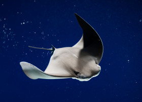 O femeie de 68 de ani a fost atacată de o pisică de mare în Australia/ Shutterstock