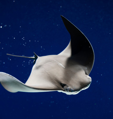O femeie de 68 de ani a fost atacată de o pisică de mare în Australia/ Shutterstock
