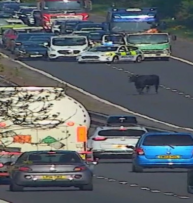 O vacă a blocat o autostradă din Scoția timp de aproape o oră/ Captură video