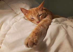 A,Domestic,Orange,Tabby,Cat,Is,Taking,A,Restful,Nap