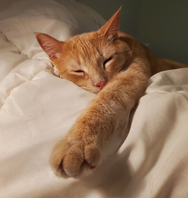 A,Domestic,Orange,Tabby,Cat,Is,Taking,A,Restful,Nap