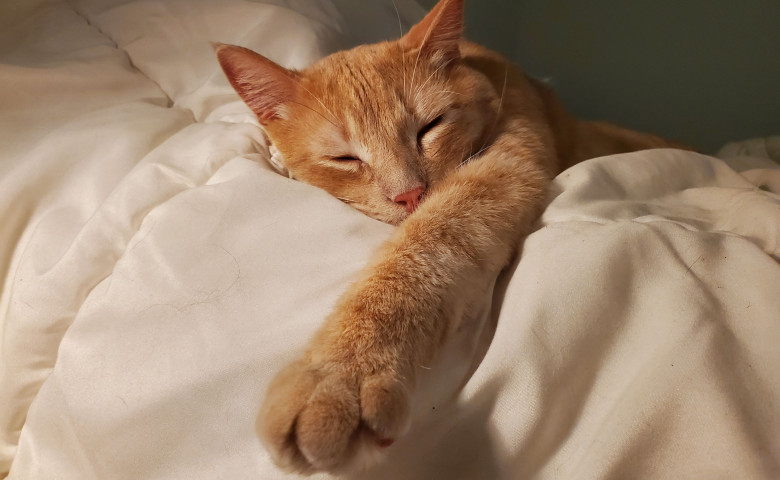 A,Domestic,Orange,Tabby,Cat,Is,Taking,A,Restful,Nap