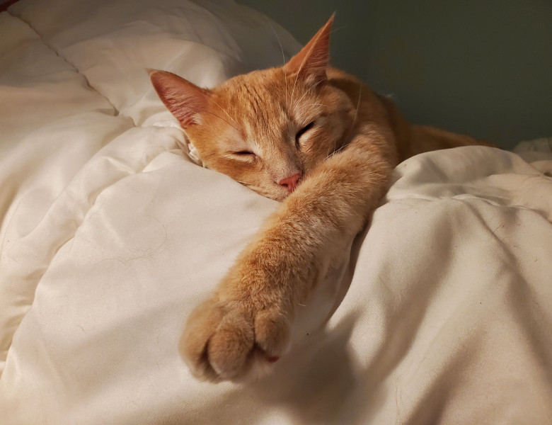 A,Domestic,Orange,Tabby,Cat,Is,Taking,A,Restful,Nap