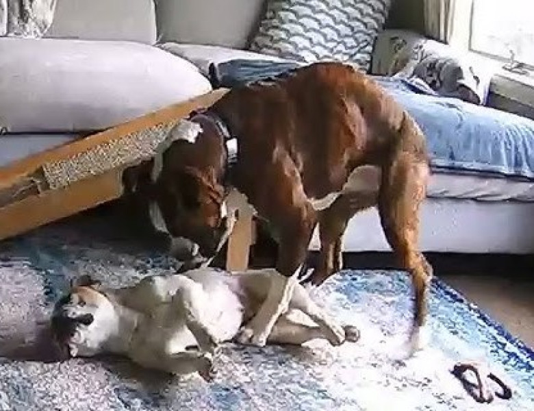 Reacția unui câine când celălalt câine al familiei are o criză de epilepsie/ Foto: Captură video